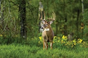 Best Deer Attractants Reviewed