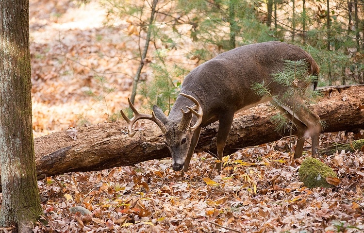 quick deer attract