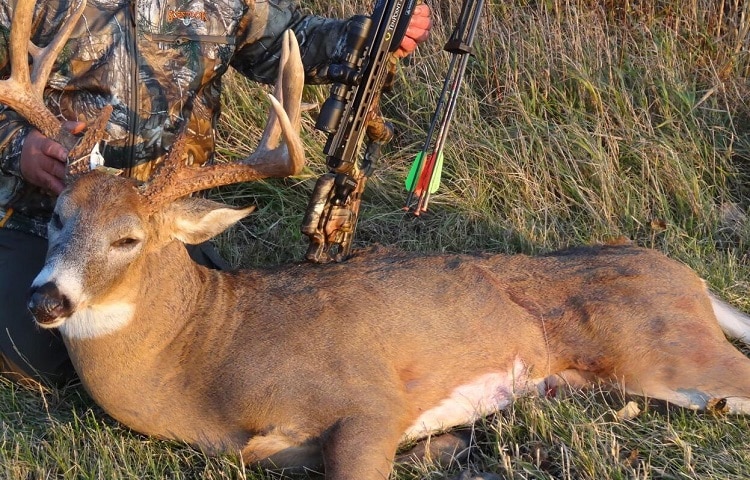 hunter with crossbow and hunted deer